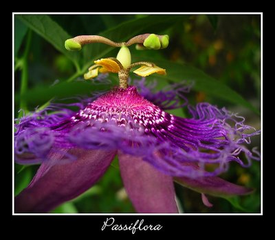 Passiflora