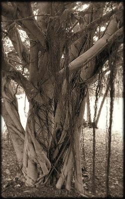 Banyan Tree in Sepia