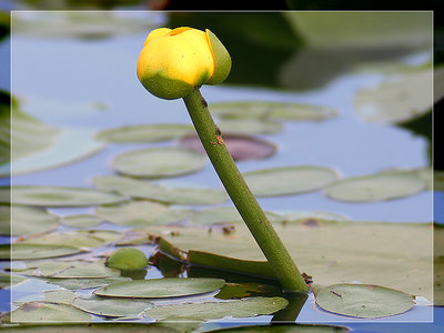 Yellow pond lily