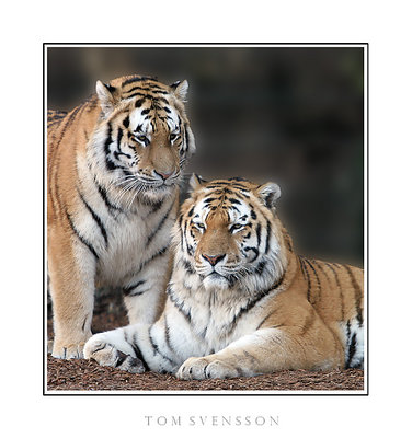 Amur Tigers