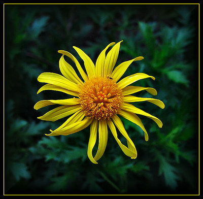 Yellow Daisy