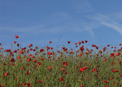 Poppy field