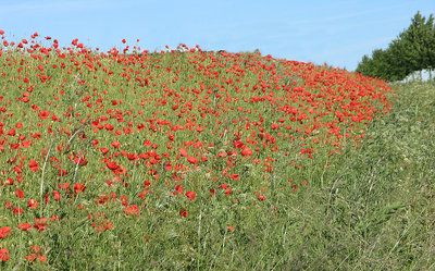 Poppy field 2