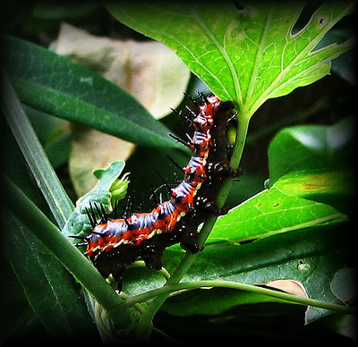 Passionate Catapillar