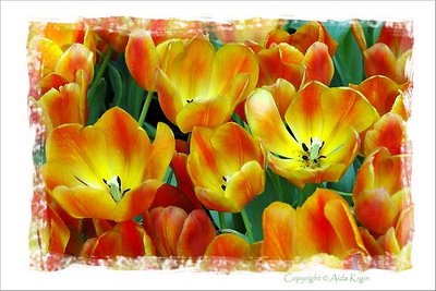 Bellagio Tulips