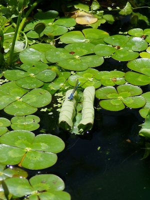 Blue Damselfly