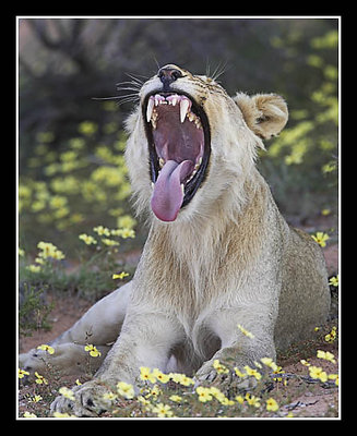 Young Lion Yawning