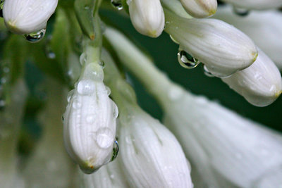 hosta bloom