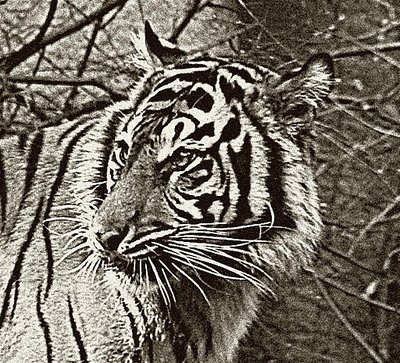 Tiger Without Color