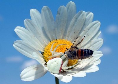 Misumena vatia