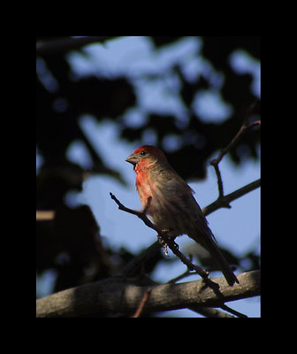 Redheaded Finch