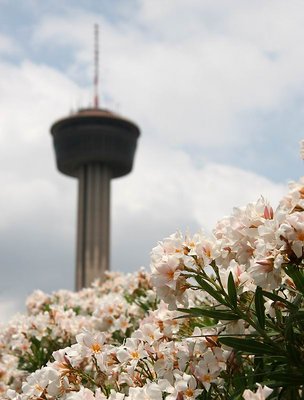 Texas blossoms