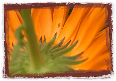 Bug on Calendula