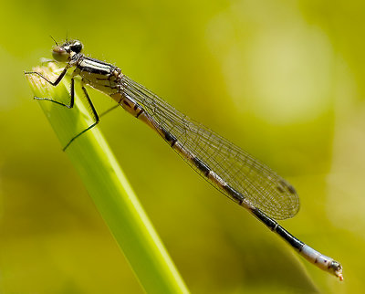 Small dragon fly.