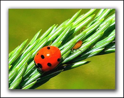 Bugs..on the Spruce Tree