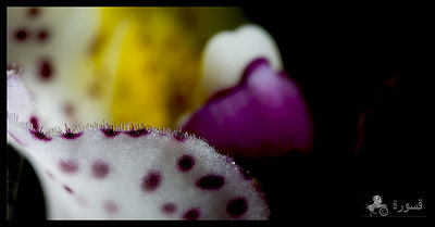 closeup Orkid