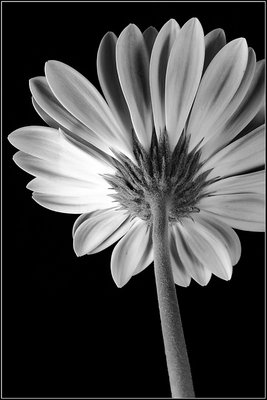 Black and White Flower 1