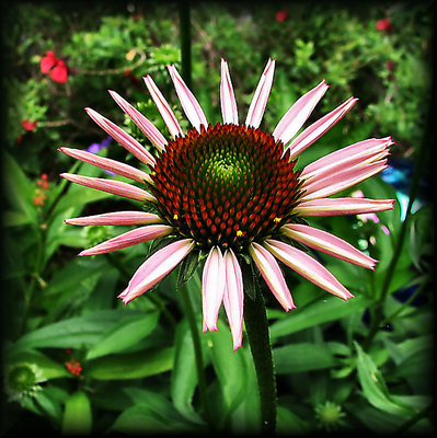Early Cone Flower