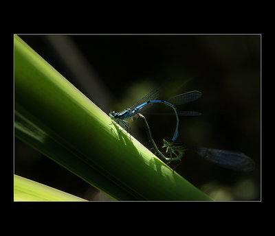 damselflies