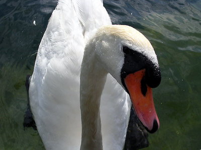 Swan