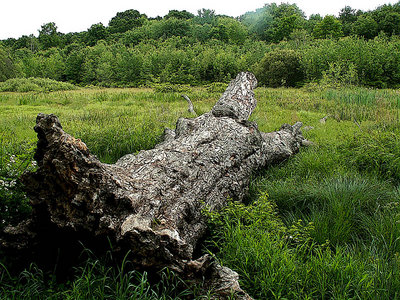 The old Tree Stump