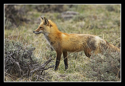 Red Fox