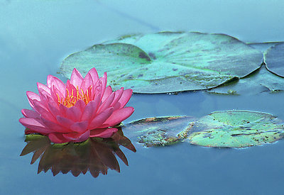 Another Pink Waterlily