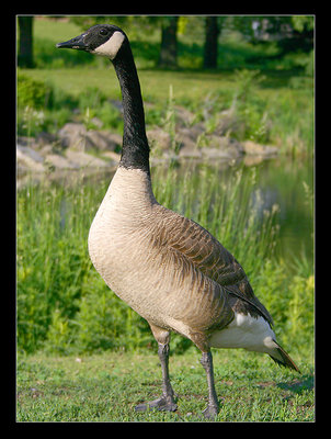 Branta canadensis