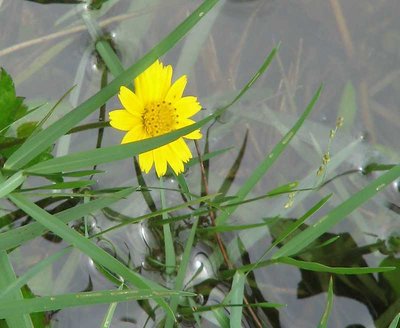 Yellow Flower on the Lake