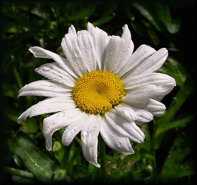 Wet Daisy