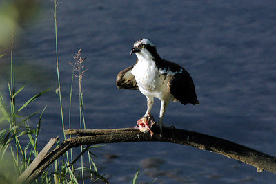 Osprey Dining