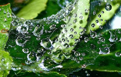 Spiderland After The Rain