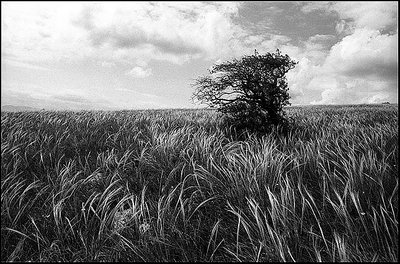 Wind II bw