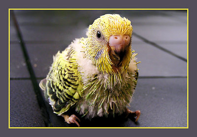 Baby-parakeet