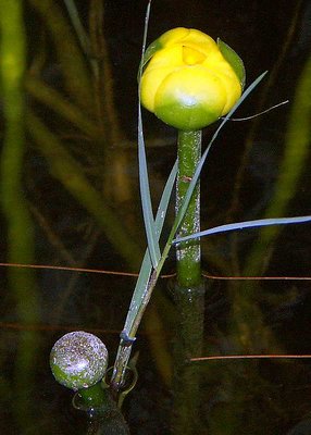 Water Lilly Bud