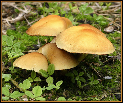 Magic Mushrooms.