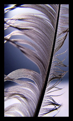 The Feather