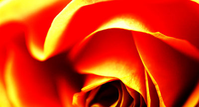 A rose on fire...