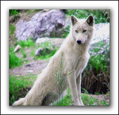 White Wolf