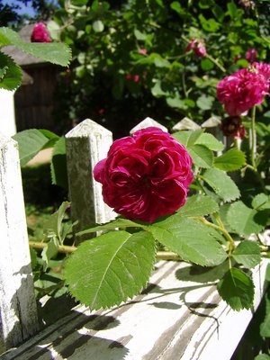 White Picket Fence