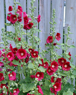 hollyhocks