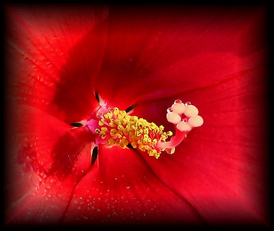 Hibiscus Stigma