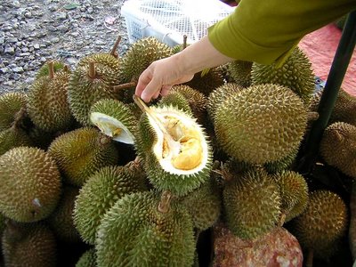 The Durian