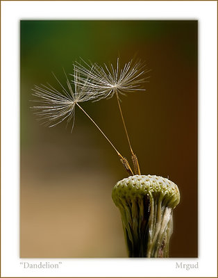 Dandelion