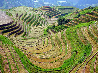 Dragon's Backbone Rice Terraces