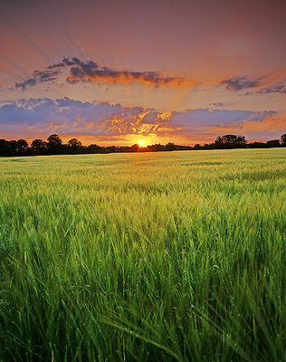 A Sea of Wheat II