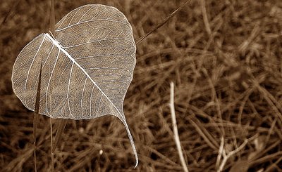 tree's tear