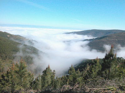 Fog