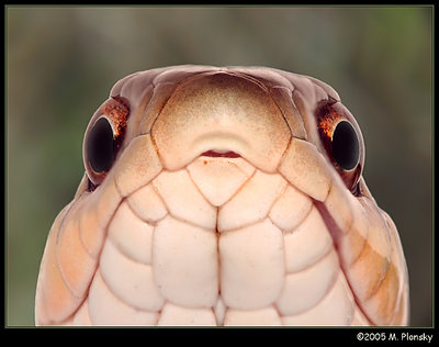Snake Eyes