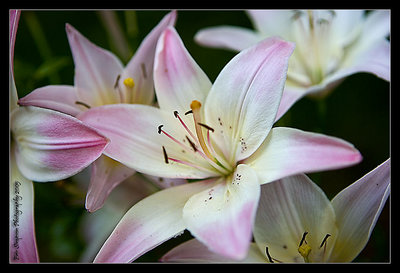 Flower @ Marietta Mansion